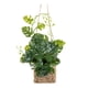 thumbnail image 1 of Planta Colgante de Hojas en Canasto de Rattan 45 cm, 1 of 2