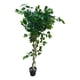 thumbnail image 1 of Planta Artificial Decorativa Diseño Realista Elegante Jhn, 1 of 3
