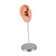 thumbnail image 5 of Modelo de oído de silicona maniquí Mannequin de oído falso joyería de joyas de pendientes de pendientes para exhibición de fotografía minoristas que Bien, 5 of 5