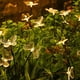 thumbnail image 3 of Estaca Solar Jardin Luces Led Calida Impermeable Exterior Mariposa, 3 of 5