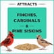 thumbnail image 3 of Semillas de aves silvestres Pennington Pride, mezcla de pinzones silvestres, bolsa de 4,54 kg, 3 of 9