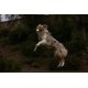 thumbnail image 5 of Juguete para perros Chuckit Max Glow Ball, tamaño mediano, para perros de 9 a 27 kg, paquete de 21, 5 of 9