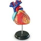 thumbnail image 1 of Modelo de Corazón Humano Learning Resources PARA Niños Mayores de 8 Años, 1 of 3