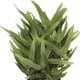 thumbnail image 3 of Planta Decorativa Artificial Bamboo en Maceta Negra, 3 of 4