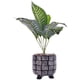 thumbnail image 1 of Planta Artificial Dieffenbachia Maceta Kenya, 1 of 4