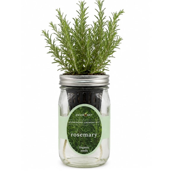 Kit hidropónico para cultivar hierbas Environet en frasco Mason de romero