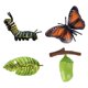 thumbnail image 5 of Ni?os Educativos Ciclo De Insectos Crecimiento De Mariposas Juguetes Preescolares Juego De Roles A, 5 of 5