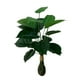 thumbnail image 1 of Planta Artificial Decorativa Interior 75 cm de Alto, 1 of 4