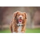 thumbnail image 2 of Set Fetch Ball, Chuckit! Dog Medley, paquete de 3 unidades, tamaño mediano, con Ultra Ball, 2 of 5