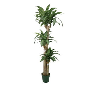 Corel - Árbol Dracena 166Cm
