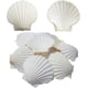 thumbnail image 1 of Conchas de vieira para servir comida, conchas para hornear, vieiras blancas naturales grandes de la playa para manualidades decorativas de 4 a 5 pulgadas, 1 of 7