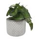 thumbnail image 3 of Planta Artificial peperomia, 3 of 4