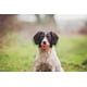 thumbnail image 4 of Juguete para perros Chuckit! Pelota Air Fetch, tamaño mediano, para perros de 9 a 27 kg, 4 of 8