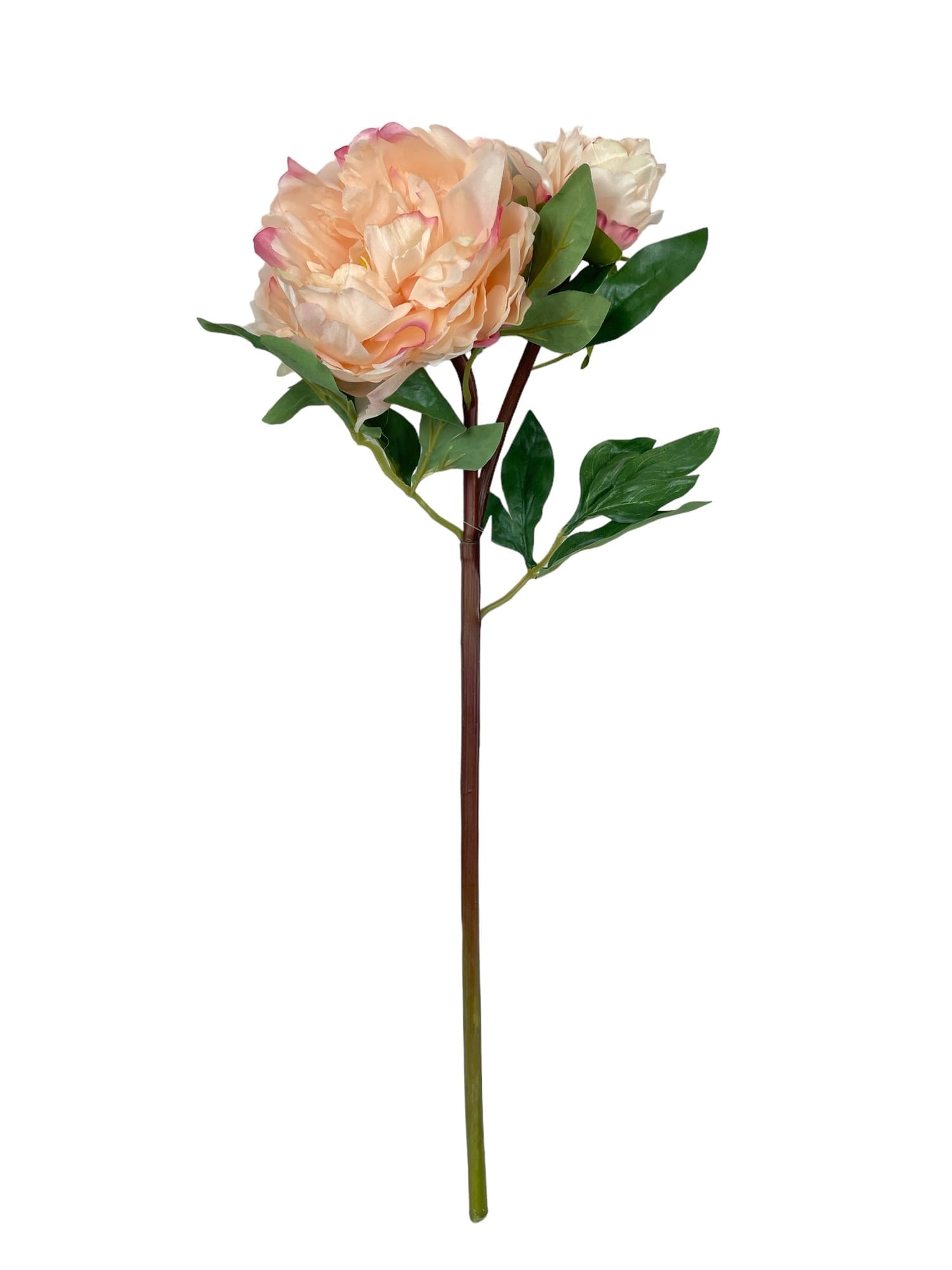 Corel - Peonia Con Boton Crema-Rosa 54Cm Con Acabado Natural