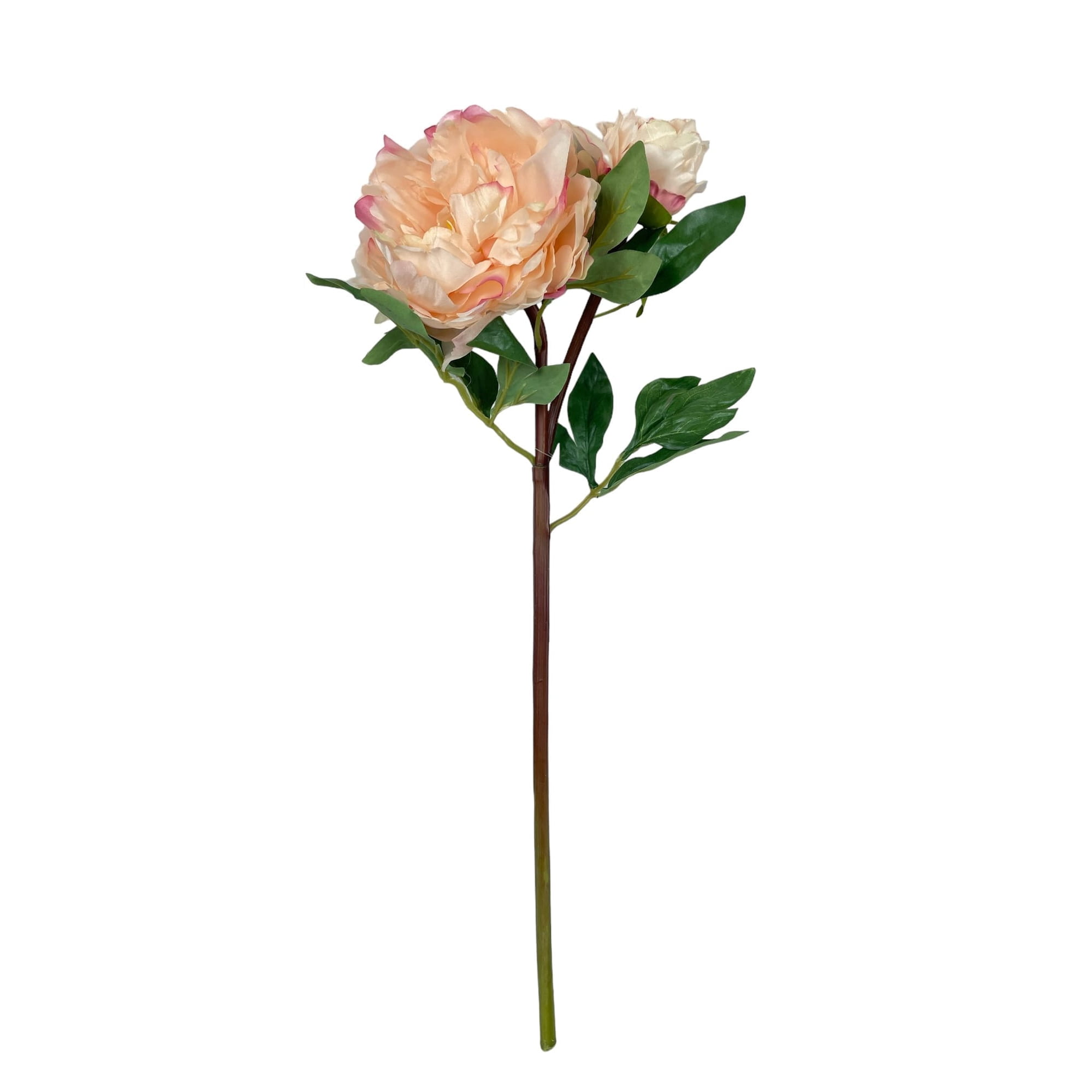 Corel - Peonia Con Boton Crema-rosa 54cm Con Acabado Natural