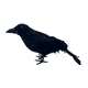thumbnail image 4 of Pack 3 Cuervos Realista Emplumado Negro Halloween 2025, 4 of 6