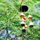 thumbnail image 3 of Campana Wind Chimes Banfeng Lucky Feng Shui de 61 cm para colgar, regalo, 3 of 6
