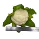 thumbnail image 2 of Coliflor 18cm Artificial Con Detalles Realistas, 2 of 2