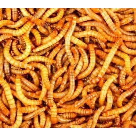 3000 gusanos de la harina vivos Surmen Legacy de 1,9 a 2,5 cm