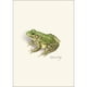 thumbnail image 2 of Juego de 8 tarjetas de felicitación Earth Sky + Water – Ranas y Sapos, 2 of 6