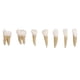 thumbnail image 2 of Dental 1:1 Modelo De Dientes Permanentes Dispositivo De Práctica De Estudio De Demostración Escolar, 2 of 5