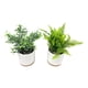 thumbnail image 4 of Planta articial ficus variegado, producto surtido 1 un, 4 of 6
