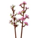 thumbnail image 4 of Bloques de construcción Lego Botanical Flores De Cerezo (40725), 4 of 4