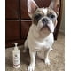 thumbnail image 5 of Acondicionador para mascotas Warren London, mantequilla hidratante, 240 ml, para perros, 5 of 8