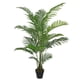thumbnail image 2 of Palmera Areca de 175 cm, 2 of 2