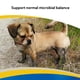 thumbnail image 3 of Suplemento Digestivo Gi Synbiotics, 3 of 6
