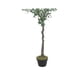 thumbnail image 3 of Planta Artificial Tipo Olivo. Altura: 140Cm verde, 3 of 3