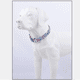 thumbnail image 4 of Collar para perros pequeños, medianos y grandes: collar para mascotas de estilo étnico especialmente diseñado., 4 of 5