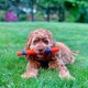 thumbnail image 2 of Chuckit! Ultra Fetch Stick Interactive Dog Toy, 12 in, All Breeds, 2 of 3