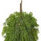 thumbnail image 2 of Gota Navideña Artificial Vickerman Cedro Stovall de 29 cm, 2 of 3