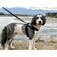 thumbnail image 5 of Arnés Para Perros Essential Chaleco Sin Tirones Para Mascotas Orchid S, 5 of 5