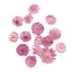thumbnail image 1 of 10x Hojas Secas De Flores Prensadas Y Secas Para Manualidades DIY, Marcapáginas, Fabricación De Tarjetas 02, 1 of 5