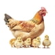 thumbnail image 4 of Pegatina De Pared De Pollo, Gallo, Impermeable, Para La Cocina De Un Apartamento Escolar., 4 of 5