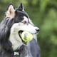 thumbnail image 2 of Pelota tenis no abrasiva con pito m kong, 2 of 6