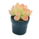 thumbnail image 4 of Simulación De Casa De Muñecas Mini Flor En Maceta Para Muebles De Decoración De Casa De Muñecas 1/12, 4 of 5