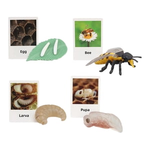 Bothyi - Figuras De Ciclo De Vida Juguete Educativo Realista Para Favores De Fiesta Abeja