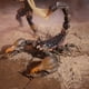 thumbnail image 5 of Figura de acción G.I. Joe Classified Series Cobra Desert Scorpion, 5 of 9