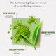 thumbnail image 3 of Perfume Solinotes Matcha Tea Eau De Parfum, 15 ml, para mujer, 3 of 9