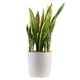 thumbnail image 1 of Planta Sansevieria Costa Farms 36cm Maceta 25cm Interior, 1 of 3