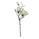 thumbnail image 1 of Magnolia Blanca 50cm, 1 of 3