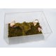 thumbnail image 4 of VIVARIUM Jinymral 30x20x15 cm con Juguete de Escalada y Sustrato, 4 of 6