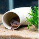 thumbnail image 4 of Set de Tubo de Escondite y Plantas Artificiales para Axolote nsgglecher, 4 of 5