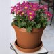 thumbnail image 3 of Bandeja Terratray de resina y terracota Planter Fiskars de 2 cm de alto y 10 cm de diámetro, 3 of 4
