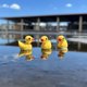 thumbnail image 4 of Mini figuras de patitos de resina, miniaturas para jardín de hadas, 220 piezas, 4 of 7