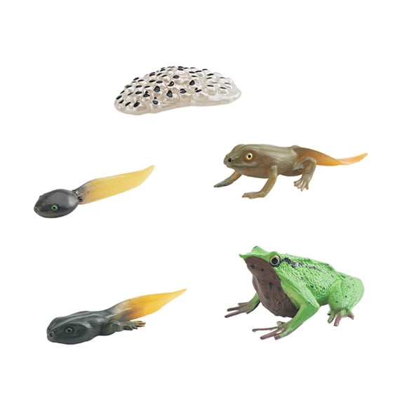 Ciclo De Vida De Los Juguetes De Rana Materiales De Enseñanza De Ciencias Cognitivas Juguetes Montessori