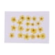 thumbnail image 2 of 20x amarillo natural real prensado flores secas diy artes artesanales suministro 1.2-2cm, 2 of 5
